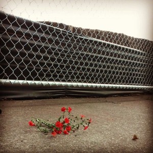 flowers and chainlink fence